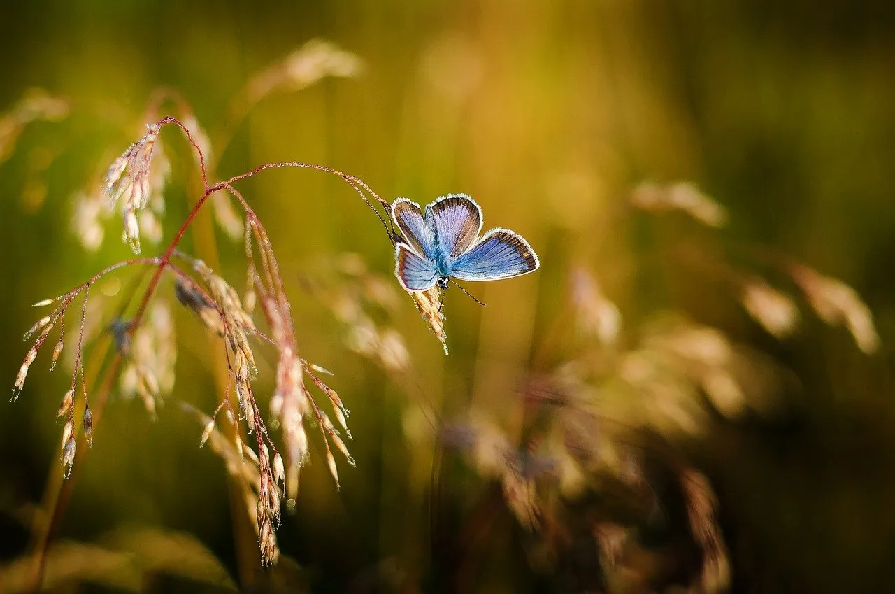 Szczęście jak motyl: cytaty, znaczenie i jak je złapać w codziennym życiu